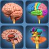 My Brain Anatomy Icon