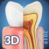 My Dental Anatomy Icon