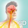 My Nervous System Anatomy Icon