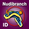 Nudibranch ID E Atlantic Med Icon