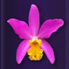 Orchid Collection Icon