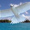 Palmyra Atoll Nature Guide Icon