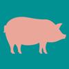 Pig Weight Estimator Icon