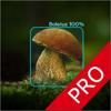 Pilze - AI-Identifikator PRO Icon
