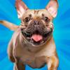 Pocket Paws: Dog Champions Icon