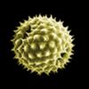 Pollen-News Icon