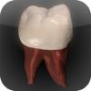 Real Tooth Morphology Icon