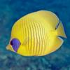 Red Sea Fish ID Icon