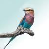 Sasol eBirds Kruger Park Icon