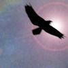 Shamanic Journey Drumming - Frauke Rotwein Icon