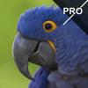 Sharpen Me Pro Icon