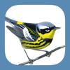 Sibley Birds 2nd Edition Icon