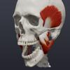 Skull, Teeth & TMJ Icon