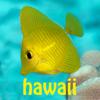 Snorkel Fish Hawaii for iPhone Icon