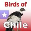 The Birds of Chile Icon