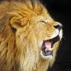 Tierlaute - Animal Chatter Pro Icon