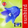 Wild Flower Id British Isles Icon