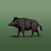 Wild Hog Sounds Icon