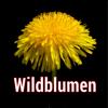 Wildblumen Mitteleuropas Icon