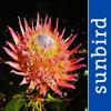 Wildblumen von S&uuml;dafrika Icon