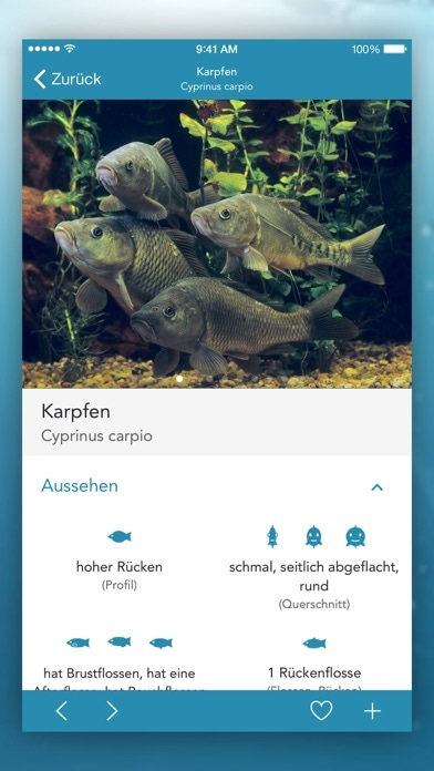 Fische PRO - Lexikon Smartphone-Screenshot4