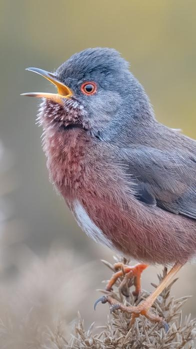 Merlin Bird ID von Cornell Lab Smartphone-Screenshot2
