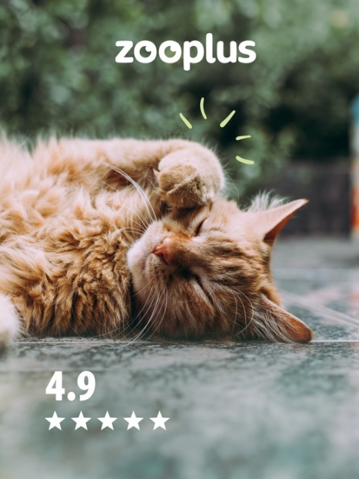 zooplus - Hunde & Katzenbedarf Tablet-Screenshot